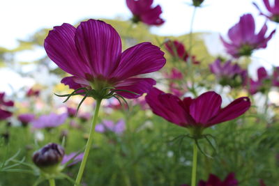 Close-up of pink flowering plant