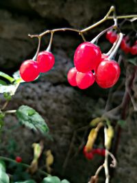 Close-up of pink flowers growing on plant
