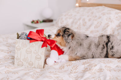 Dog relaxing on bed at home