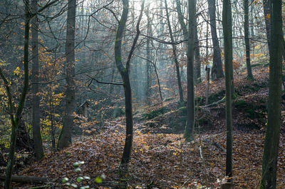 Trees in forest during autumn