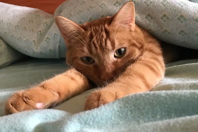 Portrait of cat lying on bed