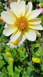 Close-up of yellow flower blooming outdoors