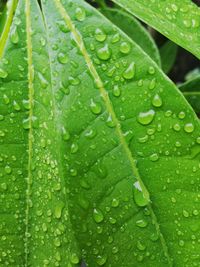 Close-up of wet leaves