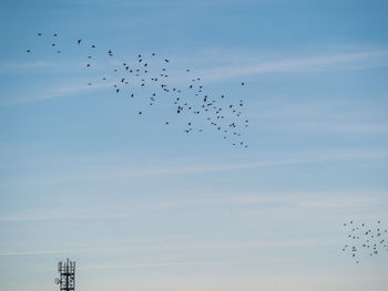 Low angle view of birds flying in sky