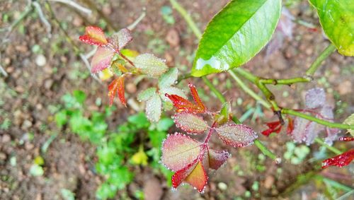 Close-up of bumblebee on red plant