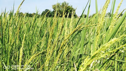 Close-up of crops growing in field against sky