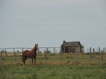 Horse in field against the sky