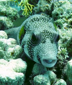 Close-up of fish underwater