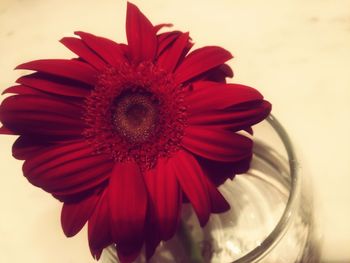 Close-up of red flower