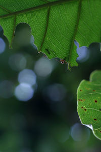 Close-up of insect on leaves