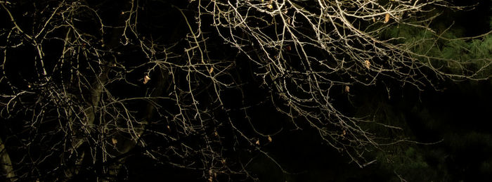 Full frame shot of tree against sky at night