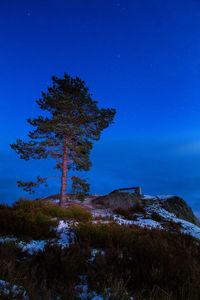 Close-up of tree against blue sky at night