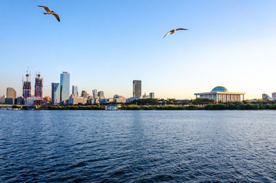 Seagulls flying over sea in city