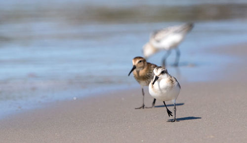 Seagulls on beach