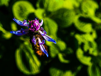 Close-up of purple iris flower