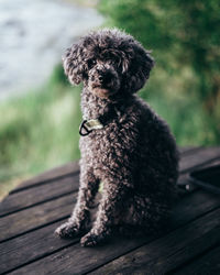 Portrait of dog sitting on wood