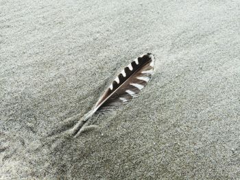 High angle view of feather on sand