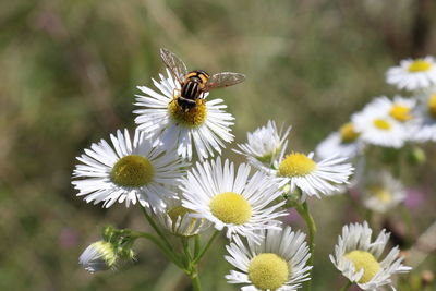 Close-up of bee on flower