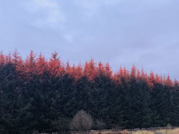 Scenic view of forest against sky during winter