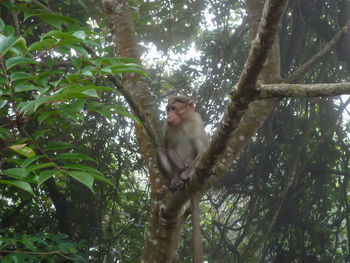 Full length of young woman on tree in forest