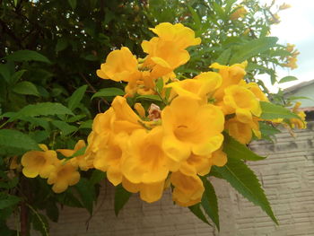 Close-up of yellow flowers