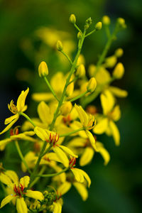 Close-up of yellow flowering plant