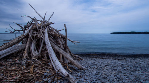 Driftwood on beach against sky