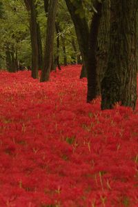Red flowering trees in park