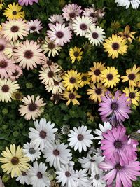 High angle view of pink flowering plants