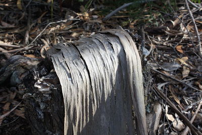 Close-up of wood on field