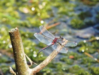 Close-up of dragonfly on plant