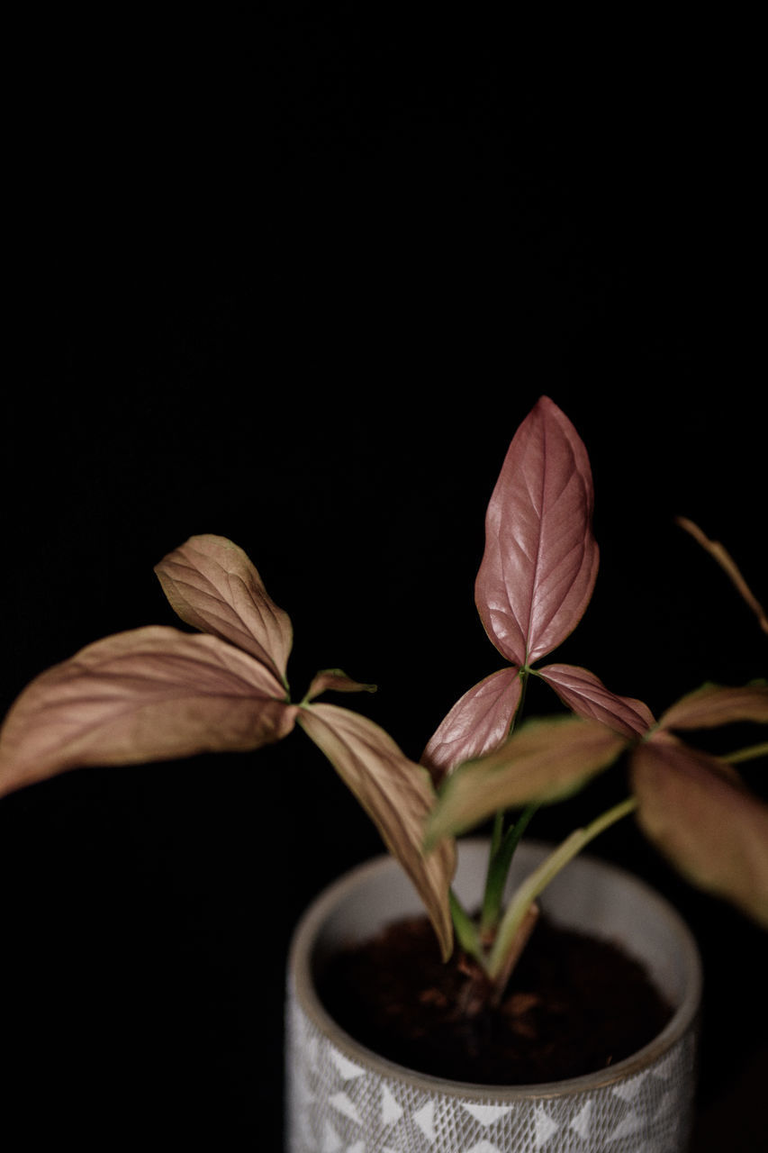 CLOSE-UP OF POTTED PLANT