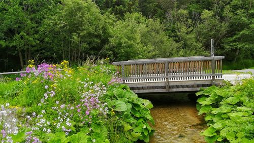 View of flowering plants in garden