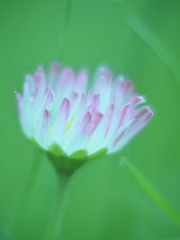 Close-up of flowers