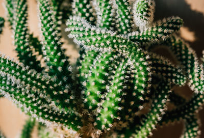 Close-up of succulent plant