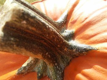 Close-up of lizard