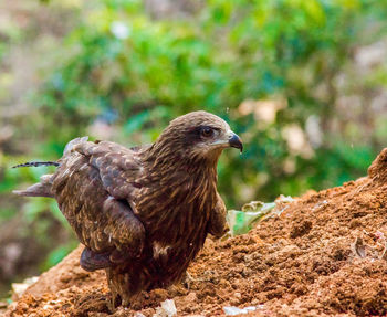 Close-up of eagle