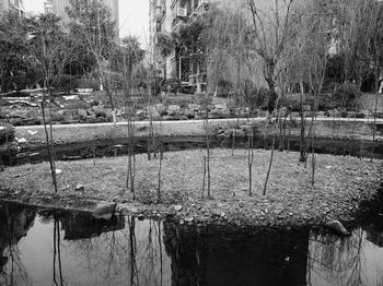 Reflection of trees in water