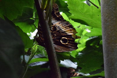 Close-up of butterfly perching on plant