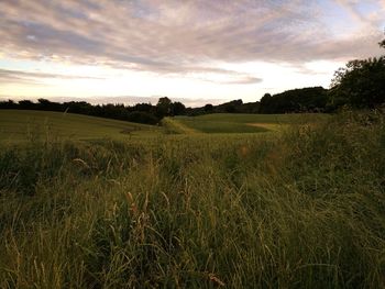 Scenic view of field against sky during sunset