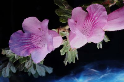 Close-up of pink rose leaves