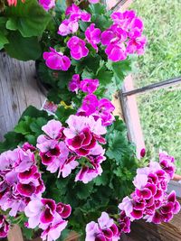 High angle view of pink flowers blooming outdoors