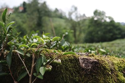 Close-up of plant growing on field
