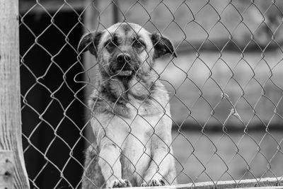 Portrait of dog seen through chainlink fence