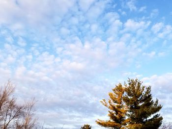 Low angle view of trees against sky