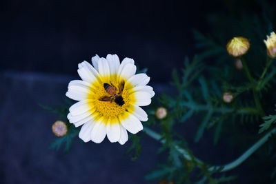 Close-up of honey bee on yellow flowering plant