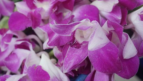 Close-up of pink flowers