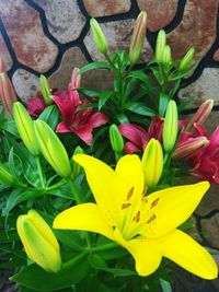 High angle view of flower pot