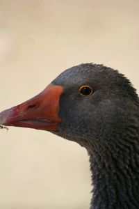 Close-up of swan