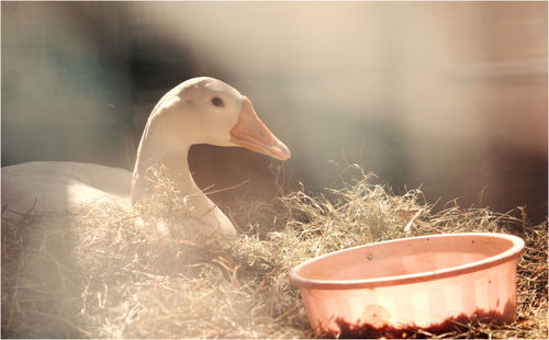 Close-up of bird